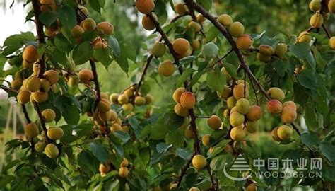 杏树果苗特大嫁接早熟甜杏子盆栽地栽南方北方种植带土球庭院果树-淘宝网