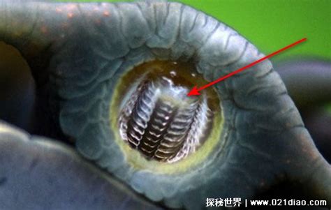 蜗牛到底有多少颗牙齿？把蜗牛嘴巴放大以后，具体数字太吓人|大自然|蜗牛|牙齿_新浪新闻