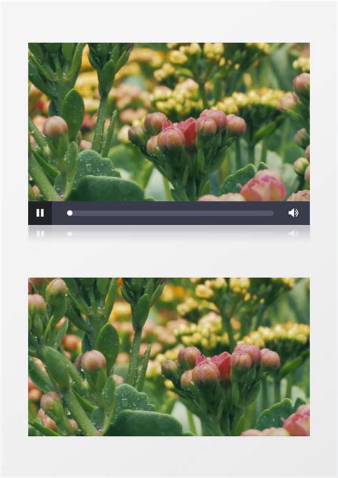 实拍春暖花开4K视频素材花卉鲜花绽放郊外大自然美景拍摄花朵特写-后期自修室
