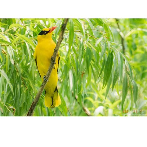 【黄鹂 红嘴蓝鹊摄影图片】生态摄影_太平洋电脑网摄影部落