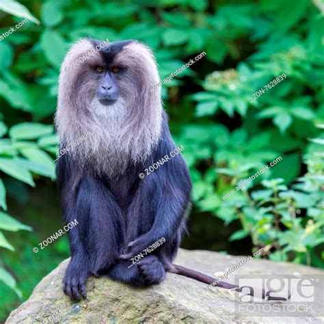Lion-tailed Macaque (Macaca silenus) in it