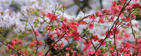 春海棠花的寓意和象征风水 -花海建设-长景园林网