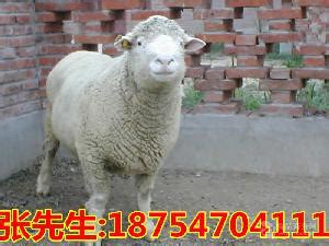活羊价格 今日活羊价格全国走势 山东济宁-食品商务网