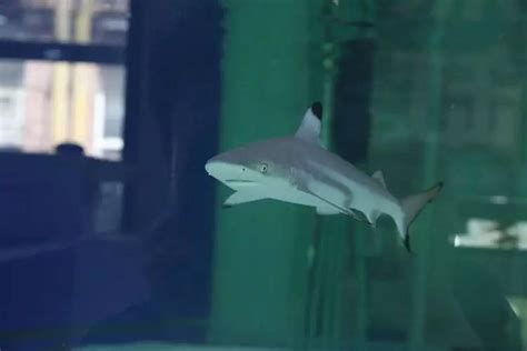 恶搞鲨雕公仔shark鲨bee毛绒玩具男女礼物鲨鱼蜜蜂鲨骑马鲨狗玩偶-阿里巴巴