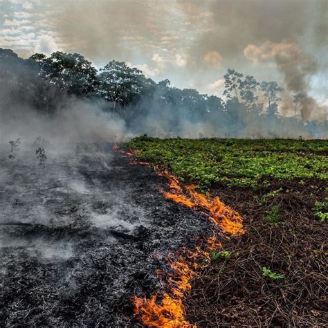 太心痛了，亚马逊雨林大火已经持续超过十天了|亚马逊|大火|亚马逊雨林_新浪新闻