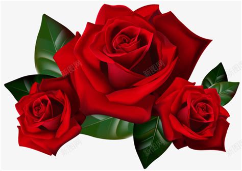 三朵玫瑰花png图片免费下载-素材7XxPaWPae-新图网