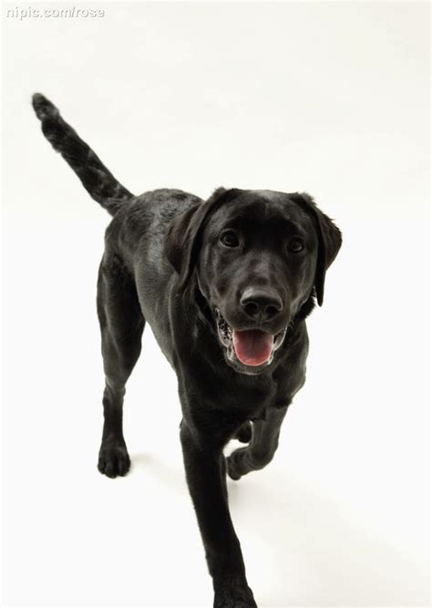 黑狗犬类黑色宠物动物小狗高清图片下载-正版图片321140850-摄图网