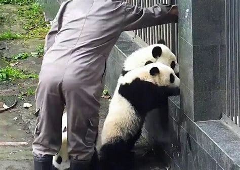 大熊猫为什么那么萌？ - 知乎