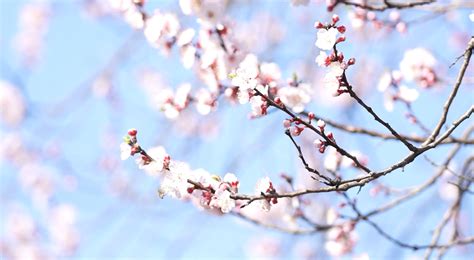 春日游，杏花吹满头，唐山植物园等你来打卡 - 知乎