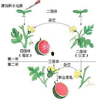 下图是三倍体无子西瓜的培育过程图解，请回答相关问题。（1）分析图中