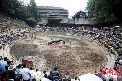 贵州黔东南据说是万人斗牛场观看一场斗牛比赛可很幸福_腾讯视频