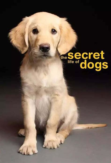 豆瓣评分8.3，一部关于狗狗的感人电影，忠诚的狗狗用生命保护主人_腾讯视频