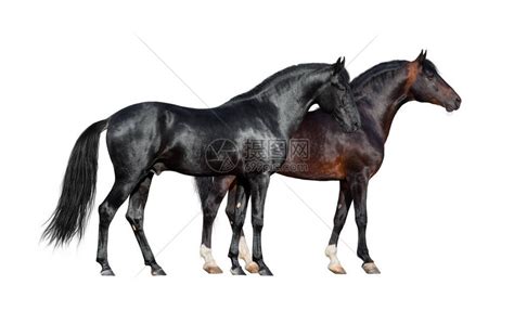 两匹黑马站在一起站在白色背景上侧面的高清图片下载-正版图片502862830-摄图网
