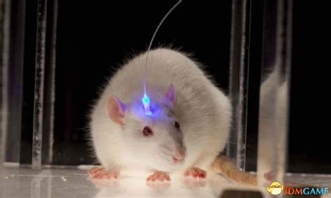 国家遗传工程小鼠资源库