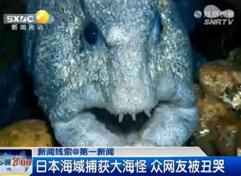 日本深海惊现变异螃蟹，已有60人被它吃掉，日本还敢排放核废水？_腾讯视频