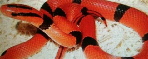 红色的蛇是什么蛇 - 业百科