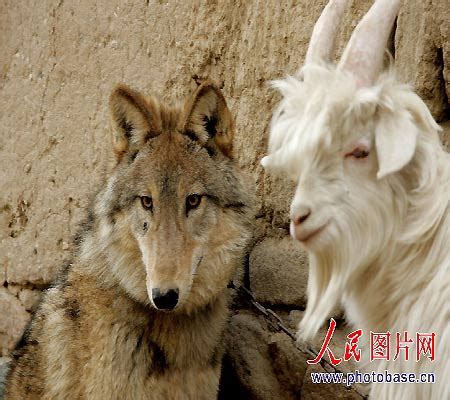 组图：新疆农户家养狼仔与山羊和平相处_新闻中心_新浪网
