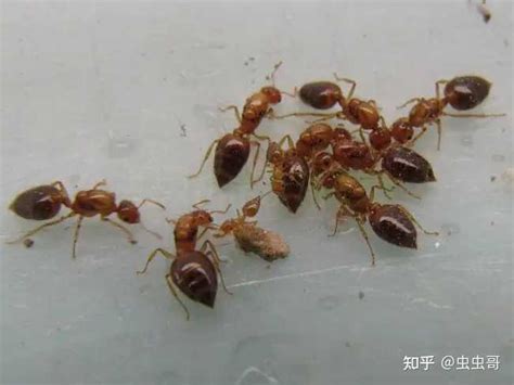 《别惹蚂蚁》不能让姐姐发现蚂蚁搬巧克力，蚂蚁们快藏好