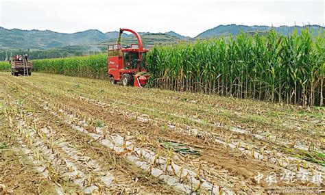 全媒采访见闻(百零九)马鹿镇篇：饲料玉米种植富农家(图)--天水在线