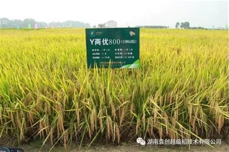 袁创超级稻“Y两优957”等三大品种通过国审 - 创世纪种业有限公司