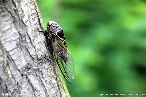 蝉和知了有什么区别，它们是害虫吗，有哪些常见种类 - 农敢网