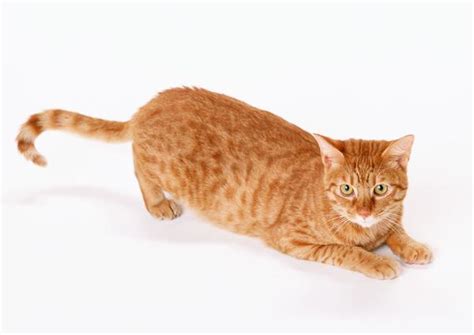 猫摇尾巴表达不同的情绪,不同的动作意思不同,猫摇尾巴什么意思