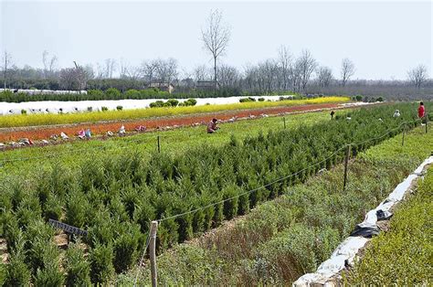 周至：13万亩苗木花卉助1.9万农户脱贫致富- 园林资讯 - 园林网