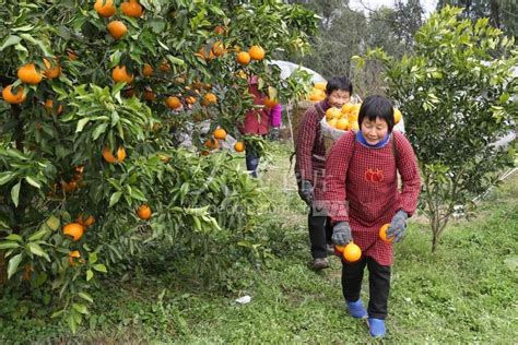 柑橘丰收 - 产业兴乡 - 乡村振兴 - 华声在线