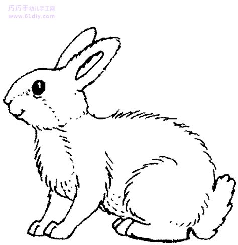 简笔画兔子图片02