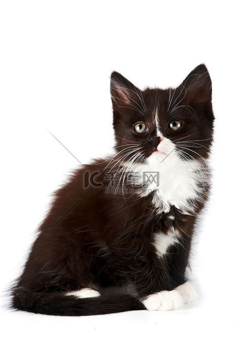 梦到一只黑白相间的猫 这是什么意思呢_知秀网
