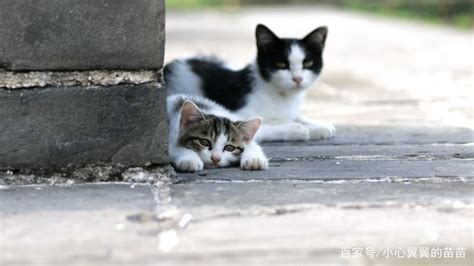 宁波诺丁汉大学门口发现被射杀流浪猫，学生称听到过猫咪惨叫_凤凰网视频_凤凰网