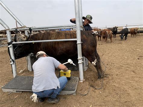 阿拉善盟农牧局 部门动态 盟畜牧兽医技术推广中心组织完成蒙古牛采精冻精制作工作