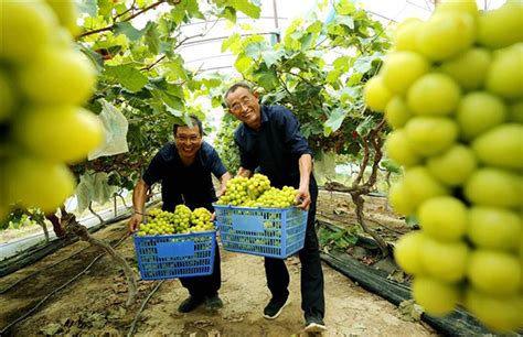 禾绿农业种植基地葡萄喜获丰收-河南农业科技信息网