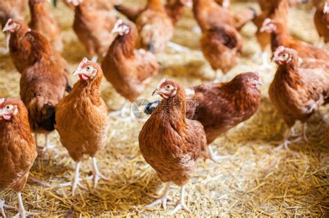 养鸡场在农场里吃鸡肉高清图片下载-正版图片504196642-摄图网