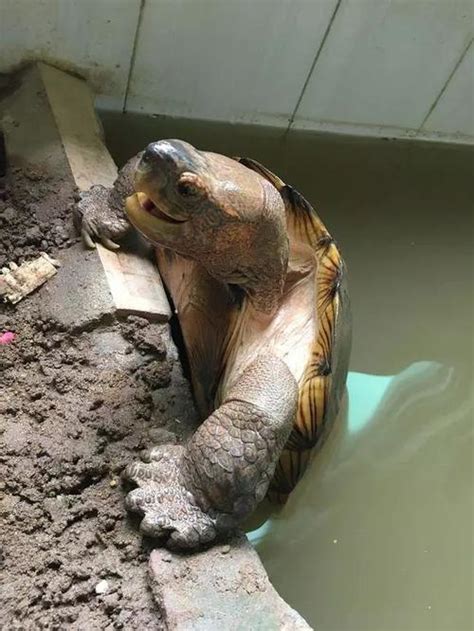 厄瓜多尔公园管理员放生巨龟