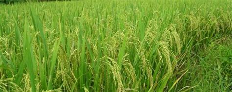 杂交水稻的大米不好吃？产量略胜一筹，米质、口感也追上来了 - 知乎