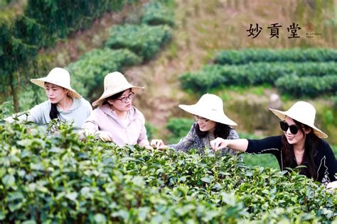 如何打造茶行业有竞争力的供应链_茶叶