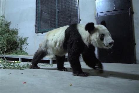 旅美大熊猫“乐乐”突然离世，中国驻美大使馆发声！ | 每日经济网