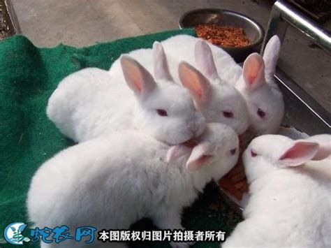 肉兔养殖技术、如何缩短肉兔的生长周期？ - 养兔 - 蛇农网