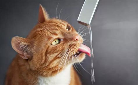 「Petkit Eversweet」猫奴注意！让主子们爱上喝水的感觉的饮水机 - 买错了