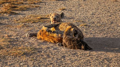 斑鬣狗(鬣狗科)-非洲动物-图片