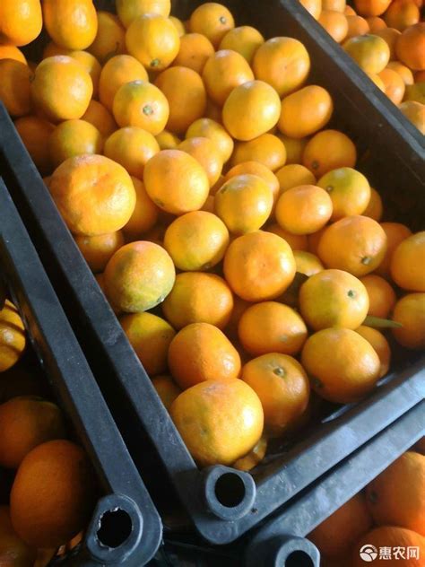 [柑桔批发]柑桔，橙，杂柑价格1元/斤 - 惠农网