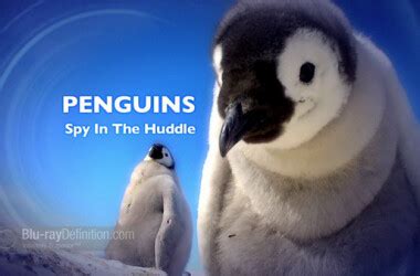 企鹅群里有特务：这是唯一生活在热带区域的企鹅_高清1080P在线观看平台_腾讯视频