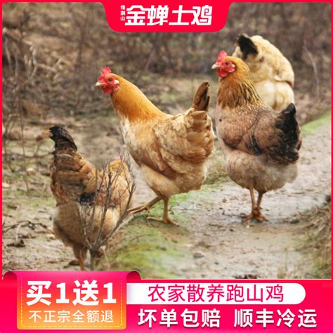 土鸡认养 - 东方云媒—信息推荐·产品托卖·共享农旅【官网】