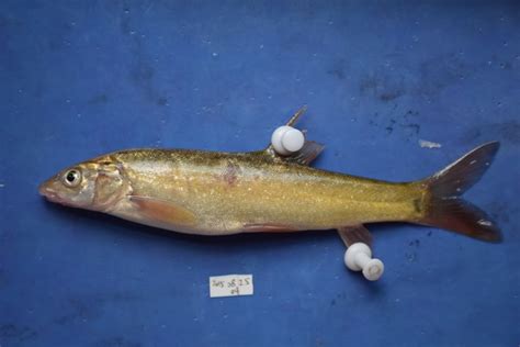 拉萨裂腹鱼-标本图片库-藏东南动物资源综合考查与重要类群资源评估