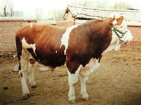 实拍世界上“最健壮”的牛：全身都是肌肉，上流社会最爱的美味|牛|上流|美味_新浪新闻