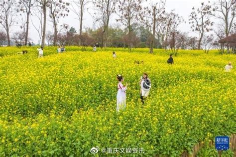 近日，重庆巴南区二圣镇集体村云林天乡的油菜花迎春绽放……