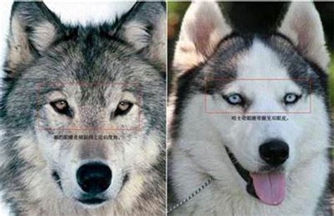 狼和狗的区别和关系有哪些?狼会把狗当做同类吗_小狼观天下