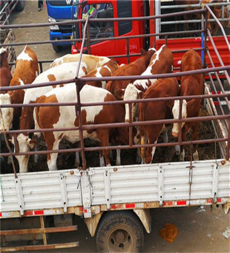 中国南方最大的牛羊批发市场在哪：广西忻城牛羊批发交易中心_53货源网