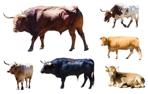 我国常见的牛品种 - 惠农网